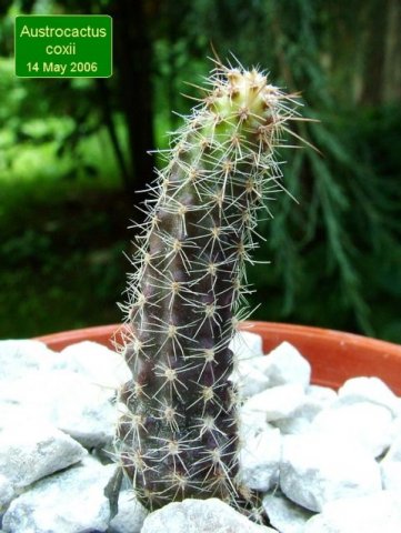 Austrocactus_ coxii_ 01